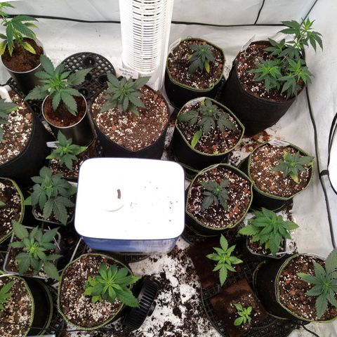 Carmagnola CBD growlog timeline photo