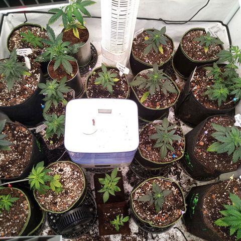 Carmagnola CBD growlog timeline photo