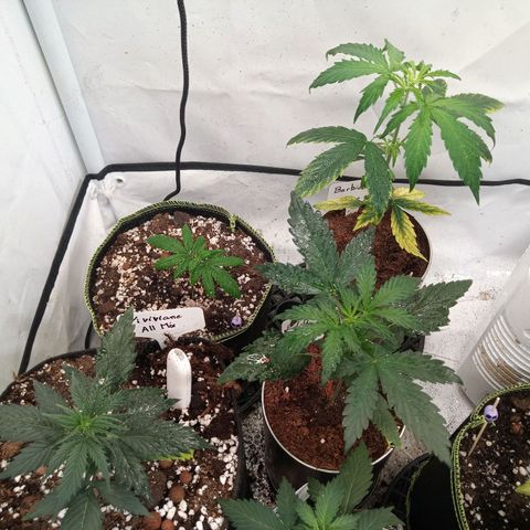 Carmagnola CBD growlog timeline photo