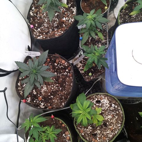 Carmagnola CBD growlog timeline photo