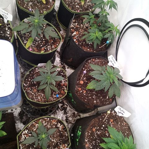 Carmagnola CBD growlog timeline photo