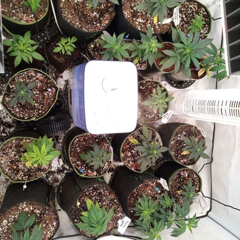 Carmagnola CBD growlog timeline photo