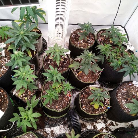 Carmagnola CBD growlog timeline photo