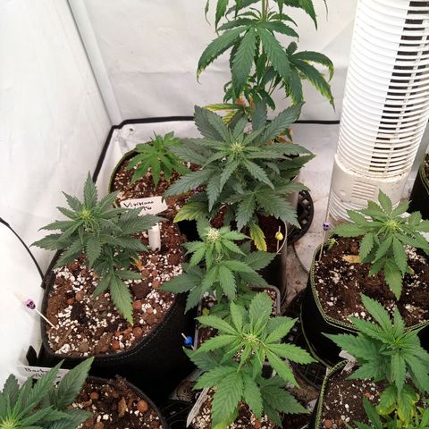 Carmagnola CBD growlog timeline photo