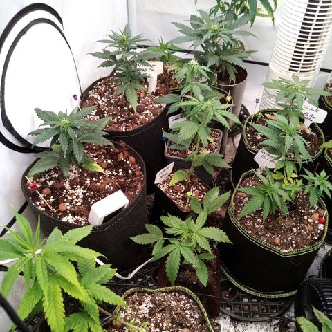 Carmagnola CBD growlog timeline photo