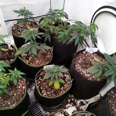 Carmagnola CBD growlog timeline photo