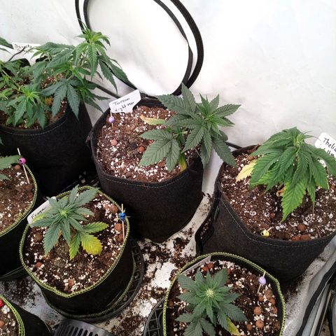 Carmagnola CBD growlog timeline photo