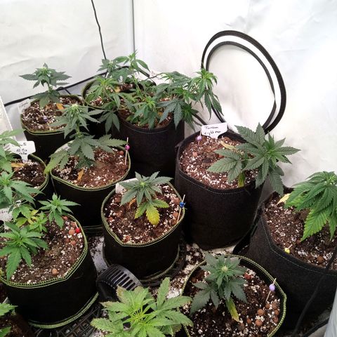 Carmagnola CBD growlog timeline photo