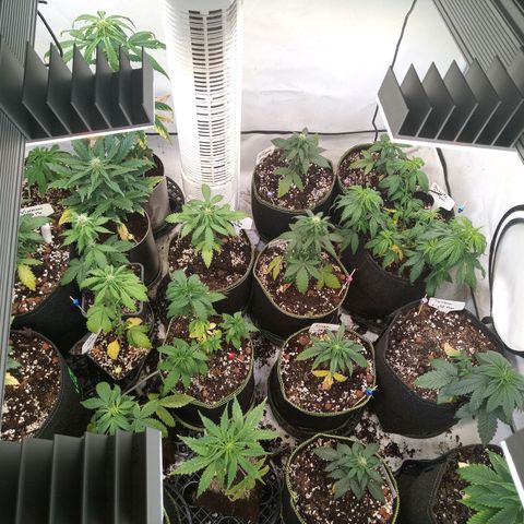 Carmagnola CBD growlog timeline photo