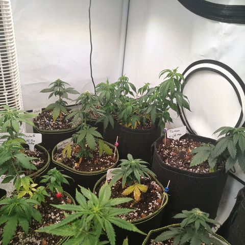 Carmagnola CBD growlog timeline photo