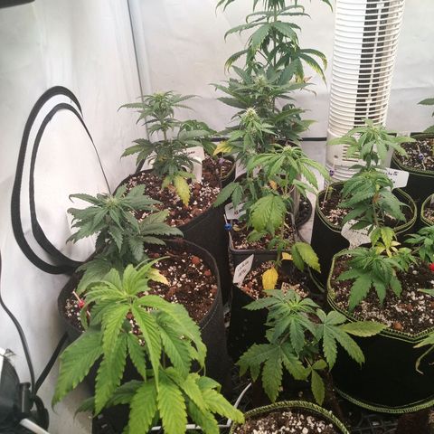 Carmagnola CBD growlog timeline photo