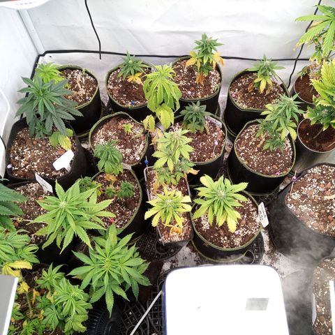 Carmagnola CBD growlog timeline photo