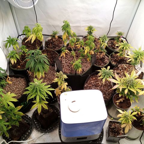 Carmagnola CBD growlog timeline photo