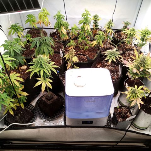 Carmagnola CBD growlog timeline photo