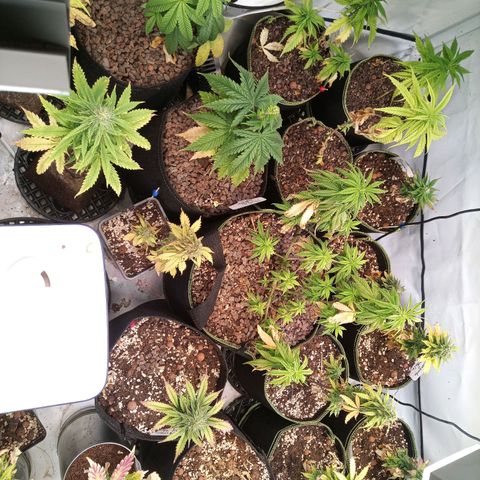 Carmagnola CBD growlog timeline photo