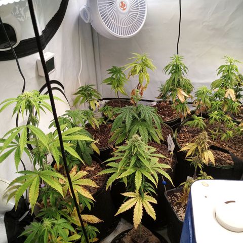 Carmagnola CBD growlog timeline photo