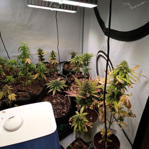 Carmagnola CBD growlog timeline photo