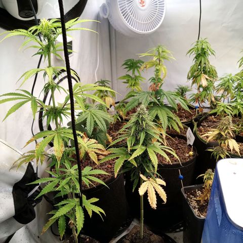 Carmagnola CBD growlog timeline photo