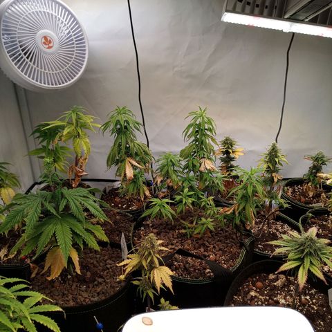 Carmagnola CBD growlog timeline photo