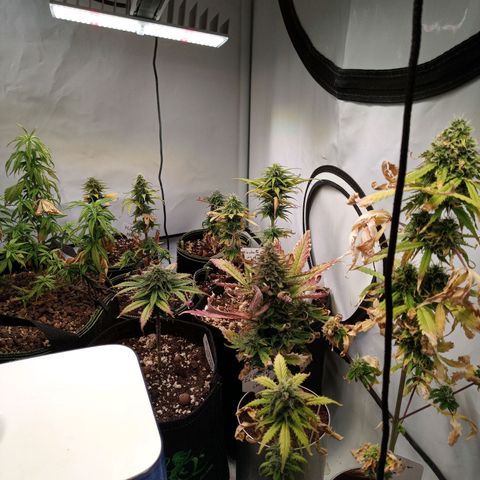 Carmagnola CBD growlog timeline photo