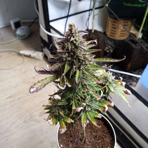 Carmagnola CBD growlog timeline photo