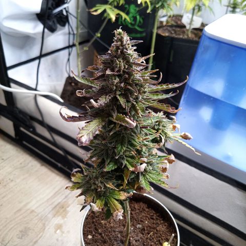 Carmagnola CBD growlog timeline photo