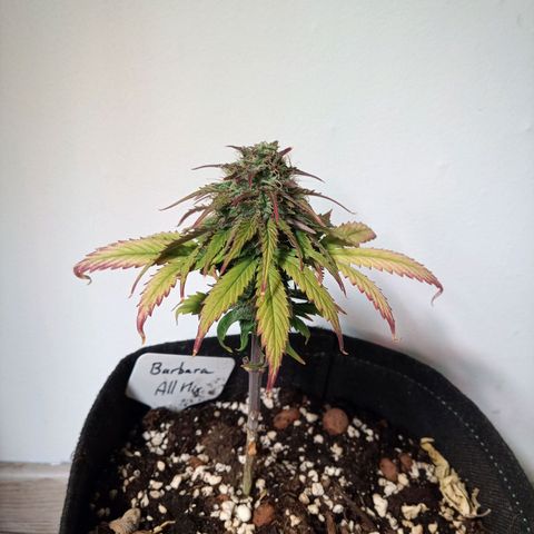 Carmagnola CBD growlog timeline photo