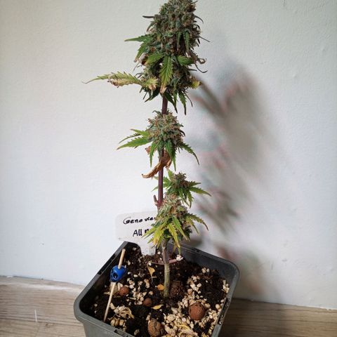 Carmagnola CBD growlog timeline photo