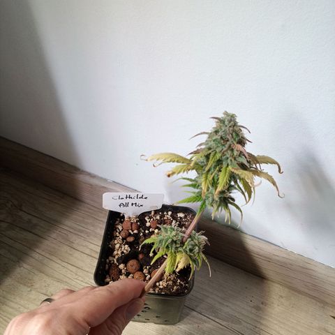 Carmagnola CBD growlog timeline photo