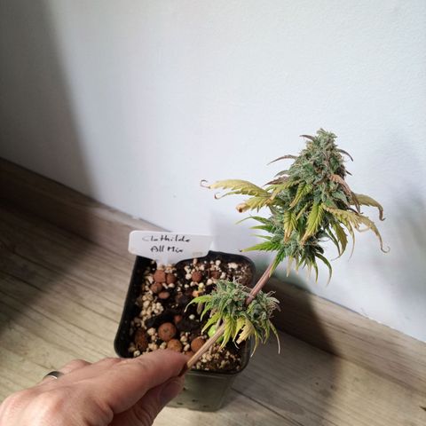 Carmagnola CBD growlog timeline photo