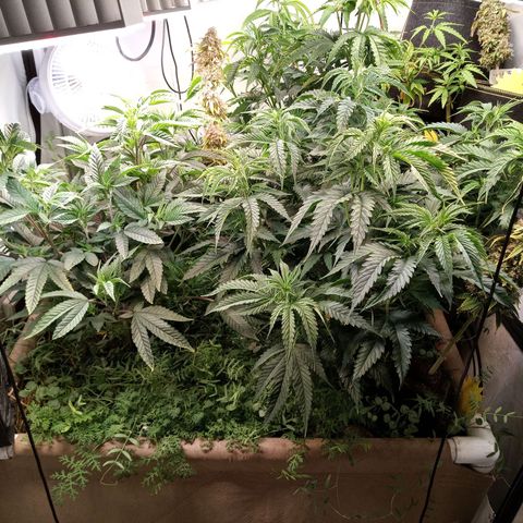 Carmagnola CBD growlog timeline photo
