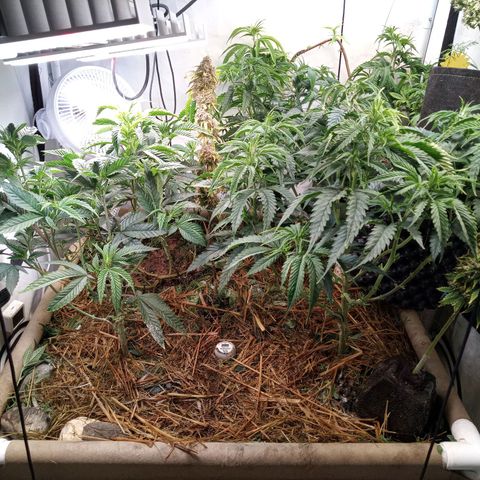 Carmagnola CBD growlog timeline photo