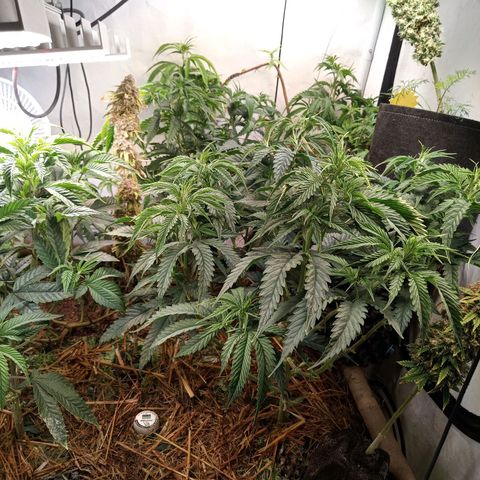 Carmagnola CBD growlog timeline photo