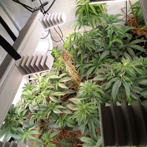 Carmagnola CBD growlog timeline photo