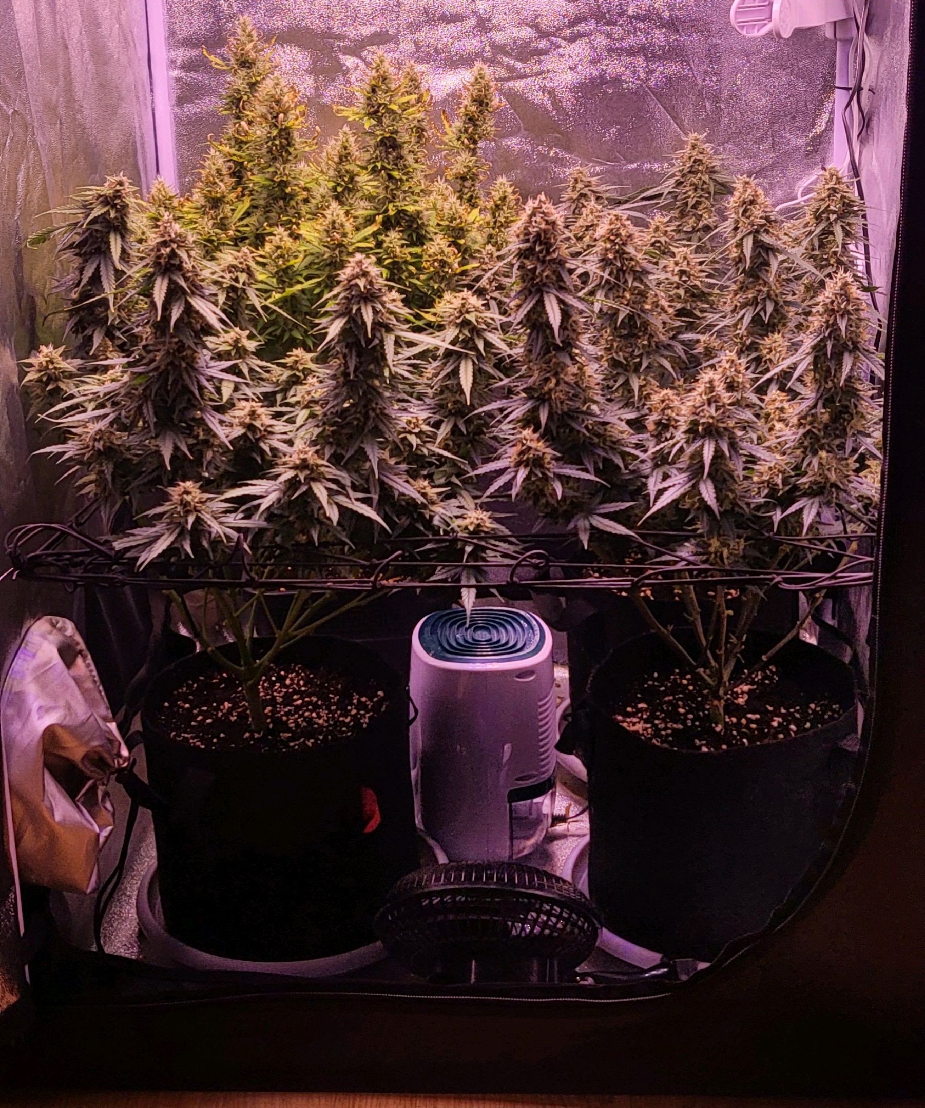 Auto Future #1 growlog header