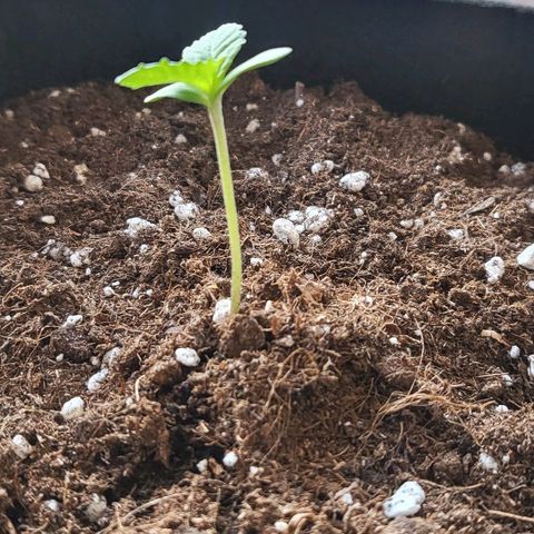 Diablo Rojo xl auto & Auto betty growlog photo: Mali updejt kako napreduju
