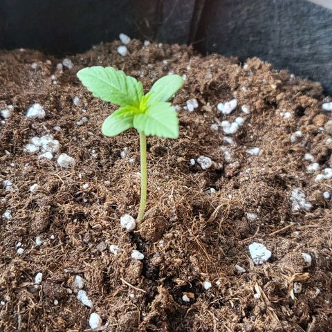 Diablo Rojo xl auto & Auto betty growlog photo: Mali updejt kako napreduju