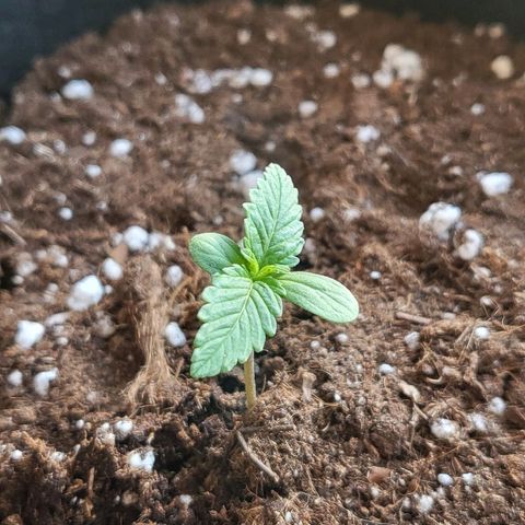 Diablo Rojo xl auto & Auto betty growlog photo: Mali updejt kako napreduju