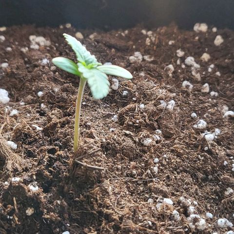 Diablo Rojo xl auto & Auto betty growlog photo: Mali updejt kako napreduju