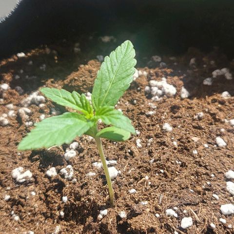 Diablo Rojo xl auto & Auto betty growlog photo: Sunčani dani pa smo iskoristili to da biljka bude osunčana :)
