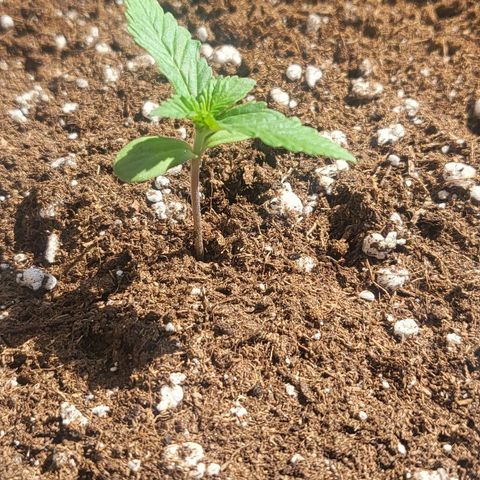 Diablo Rojo xl auto & Auto betty growlog photo: Sunčani dani pa smo iskoristili to da biljka bude osunčana :)