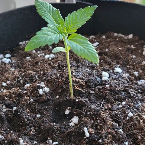 Diablo Rojo xl auto & Auto betty growlog timeline photo