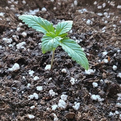 Diablo Rojo xl auto & Auto betty growlog timeline photo
