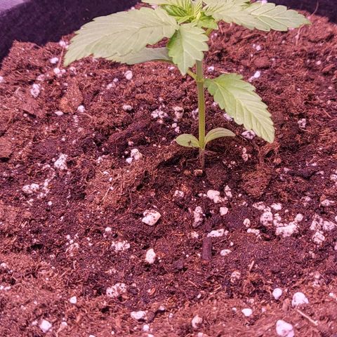 Diablo Rojo xl auto & Auto betty growlog photo: Preseljeno u growbox 18.05. 