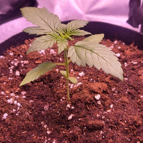 Diablo Rojo xl auto & Auto betty growlog photo: Preseljeno u growbox 18.05. 