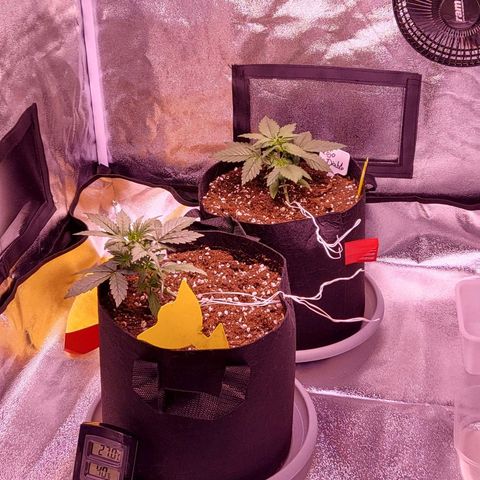Diablo Rojo xl auto & Auto betty growlog photo: Nove slikice :) 