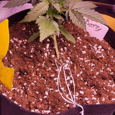 Diablo Rojo xl auto & Auto betty growlog photo: Nove slikice :) 