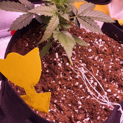 Diablo Rojo xl auto & Auto betty growlog photo: Nove slikice :) 