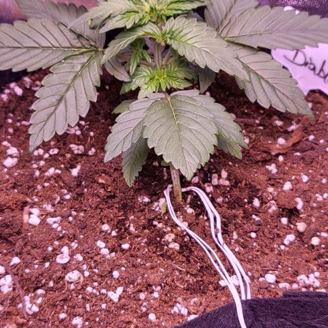 Diablo Rojo xl auto & Auto betty growlog photo: Nove slikice :) 
