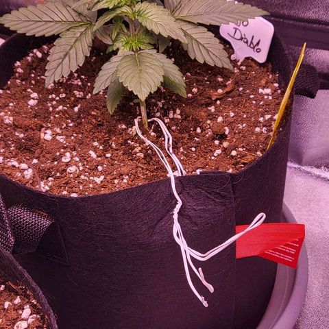 Diablo Rojo xl auto & Auto betty growlog photo: Nove slikice :) 